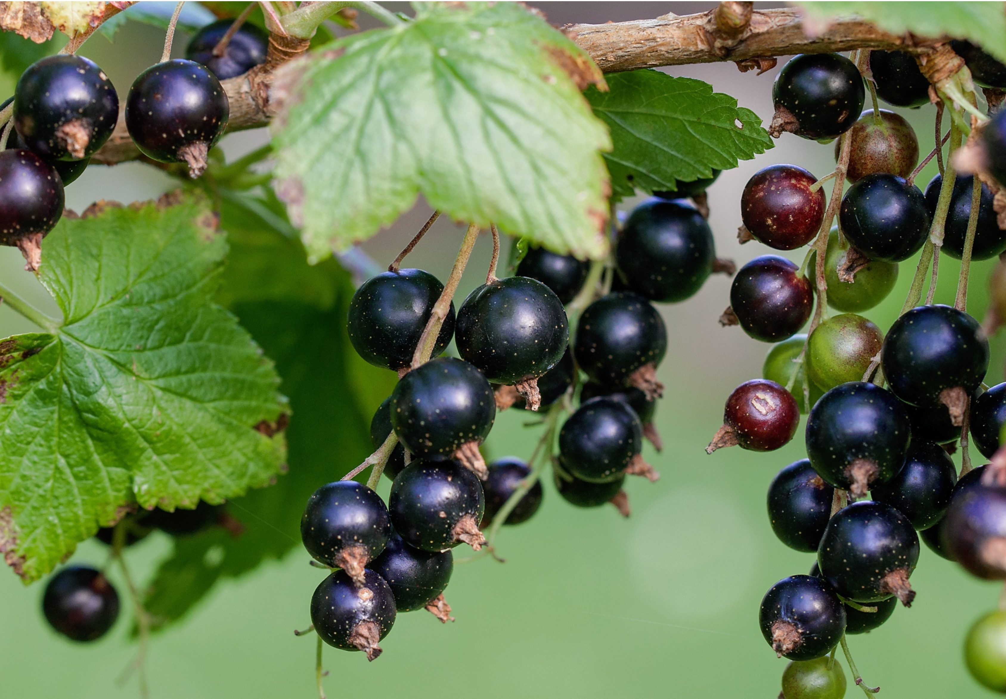 Black Currant 黑醋栗紅酒